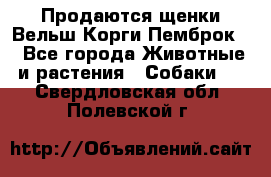 Продаются щенки Вельш Корги Пемброк  - Все города Животные и растения » Собаки   . Свердловская обл.,Полевской г.